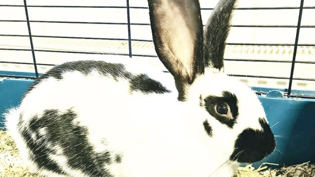 »Sweet heart« sucht Langohren