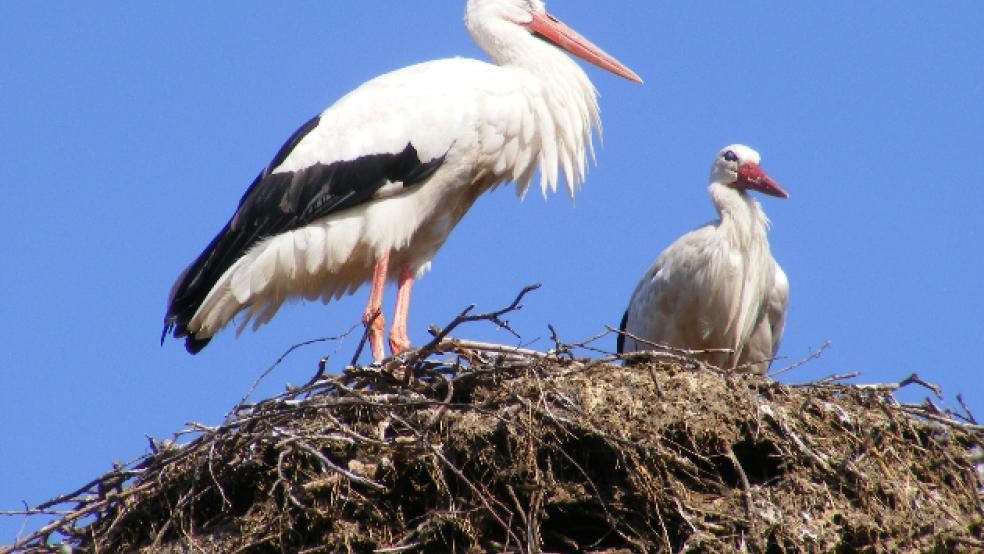 Mehr als 50 Storchennester im Landkreis Leer waren in diesem Jahr besetzt. Während viele der Jungen bereits abgeflogen sind, bereiten die Altstörche sich gerade darauf vor. © Foto: Szyska