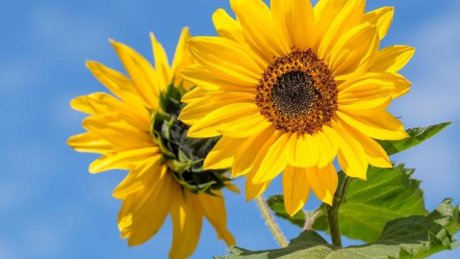 Klimaneutrales Rheiderland