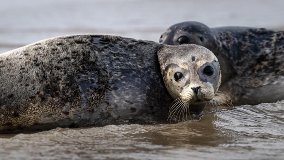 Seehunde robben von der Ostspitze der Insel Juist ins Wasser. Bei der Seehundzählung zwischen Juni und August wurden 10.277 Seehunde zwischen Ems und Elbe gezählt. |  © Foto: dpa