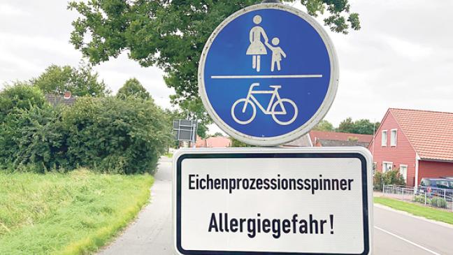 Raupe auf dem Rückzug