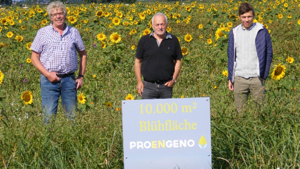Im Hatzumer Sonnenblumenmeer (von links): Initiator Ento Wübbena mit Geschäftsführer Konrad Kruse und dem Marketingbeauftragten Stefan Marpaung von Pro Engeno. © Foto: Szyska