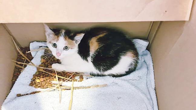 Katzen in Kartons vor dem Tierheim