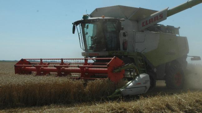 Getreide mau - Gras top