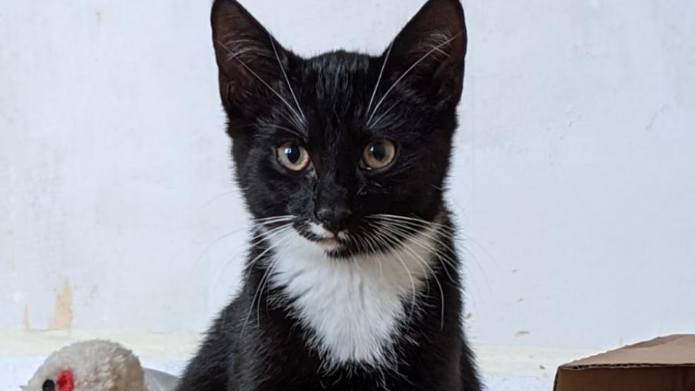 Dieser Vierbeiner sucht ein neues Heim. © Tierschutz Rheiderland