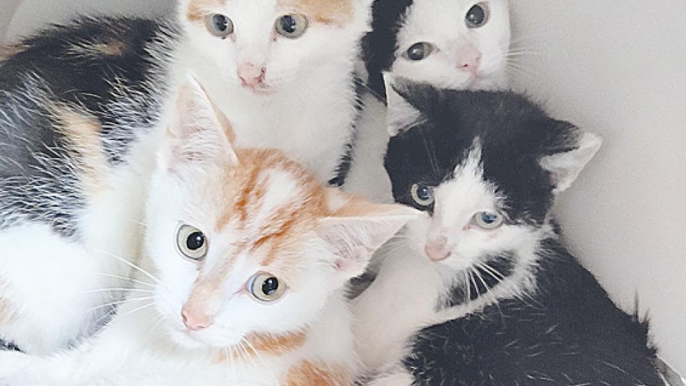 Vier von fünf Kätzchen, die vor dem Tierheim ausgesetzt wurden, werden mittlerweile im Tierheim versorgt.  © Tierschutz