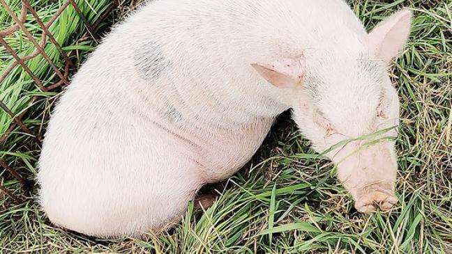 Wer kennt dieses Schwein?