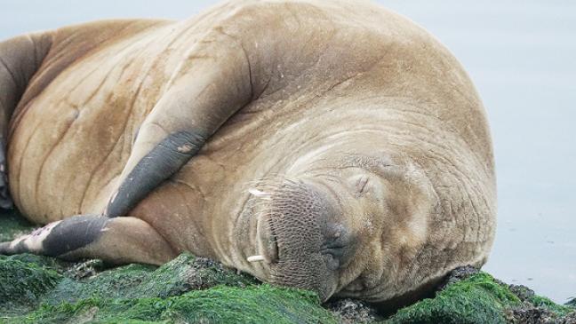 Extrem seltener Gast