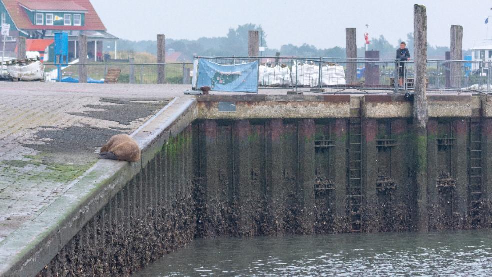 Die Walross-Dame ruht sich auf Spiekeroog auf der Kaimauer im Hafen aus. Offenbar gefällt es dem jungen Tier, das am Dienstag Baltrum besucht hatte, im niedersächsischen Wattenmeer.  © Foto: Kösters (dpa)