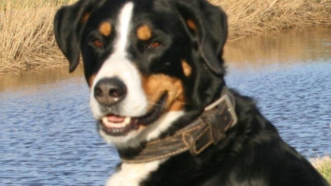 »Duke« will ausgelastet werden