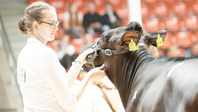 Vorführen und Scheren auf Bundesebene