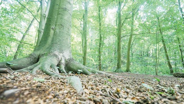 Begräbniswald in Aurich: Stadt zieht Notbremse