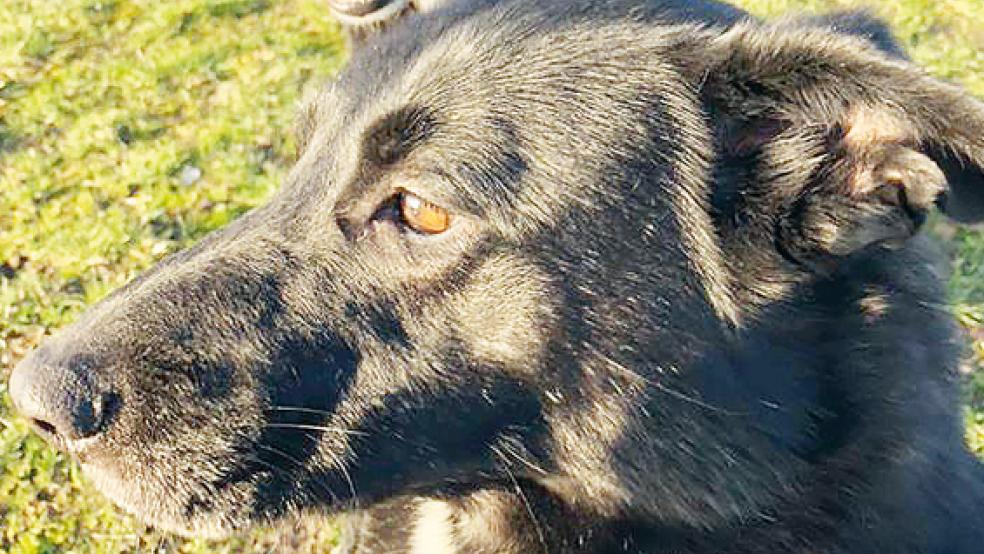 Tara und Olli leben bereits seit 2016 im Stapelmoorer Tierheim.  © Foto: Tierheim Stapelmoor