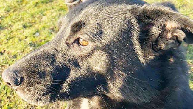 Zwei »Kuscheltiere« suchen neue Familie