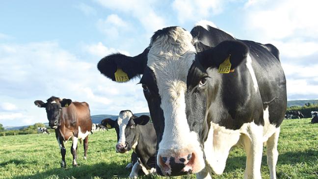 Landwirt ließ zwei Kälber qualvoll verenden