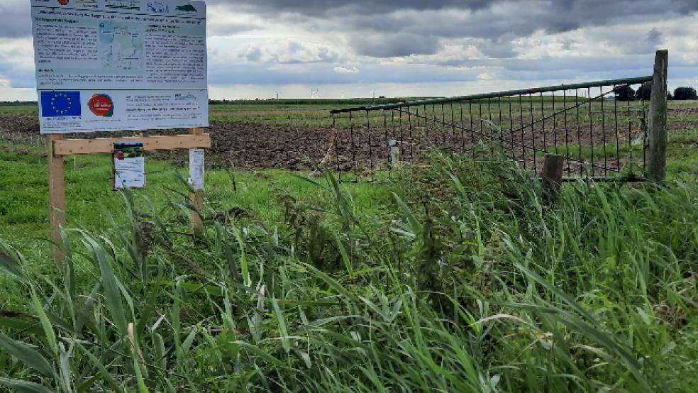 Auf landwirtschaftlichen Versuchsflächen in Hatzum (Bild) und in Boen ist der Ems-Schlick aus dem Midlumer Deichvorland erfolgreich aufgebracht worden. Bis 2025 sollen nun die Auswirkungen auf Böden und Nutzungsarten beobachtet werden. © Foto: Szyska