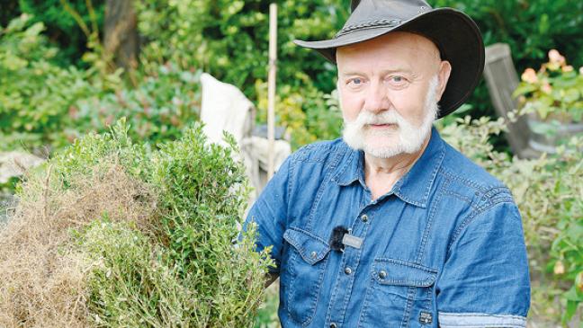 Zünsler frisst sich von innen nach außen