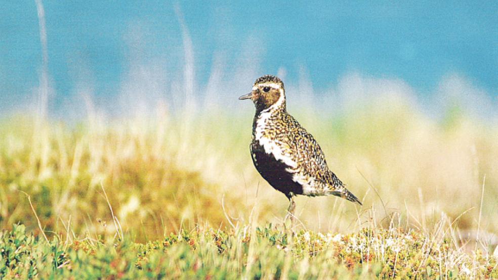 Der Goldregenpfeifer ist als Brutvogel in Deutschland ausgestorben.  © Foto: NABU/Jürgens