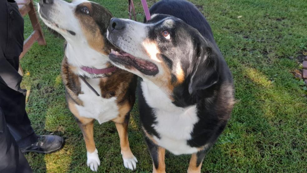 Hundefreunde aufgepasst: Wer möchte Pippi und Marko ein neues zuhause geben? © Tierschutz