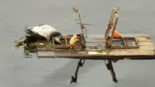 Enten-Tod in Bisamfallen