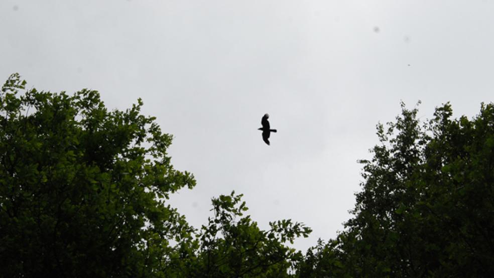 Eine Krähe allein wäre nicht das Problem, aber im Stapelmoorer Park nistet eine ganze Kolonie dieser Vögel.  © Archivfoto: Hoegen
