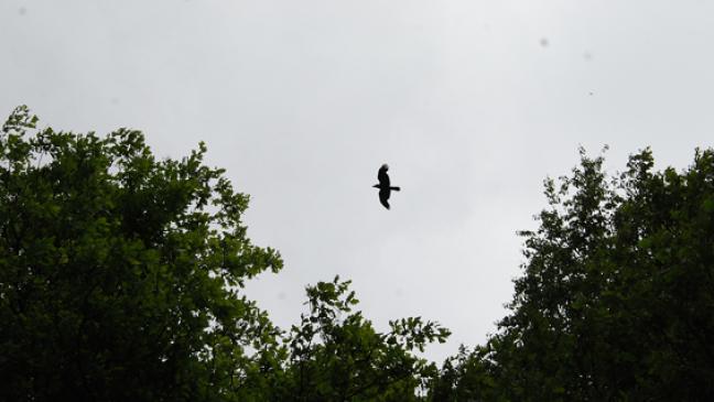 Krähen im Park: Welche Schäden?