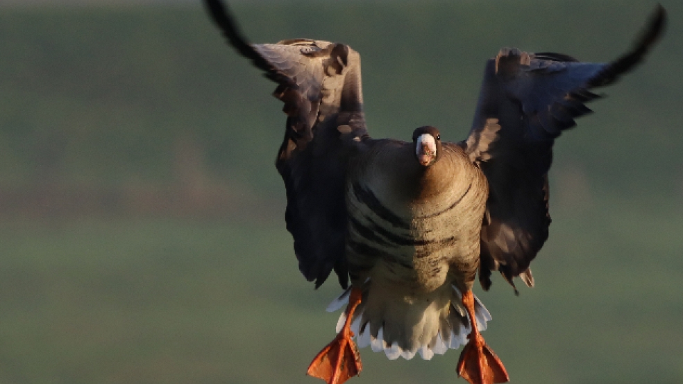 Eine Blässgans setzt zur Landung an - und löst damit Kontroversen aus. © Foto: Weidig (dpa)