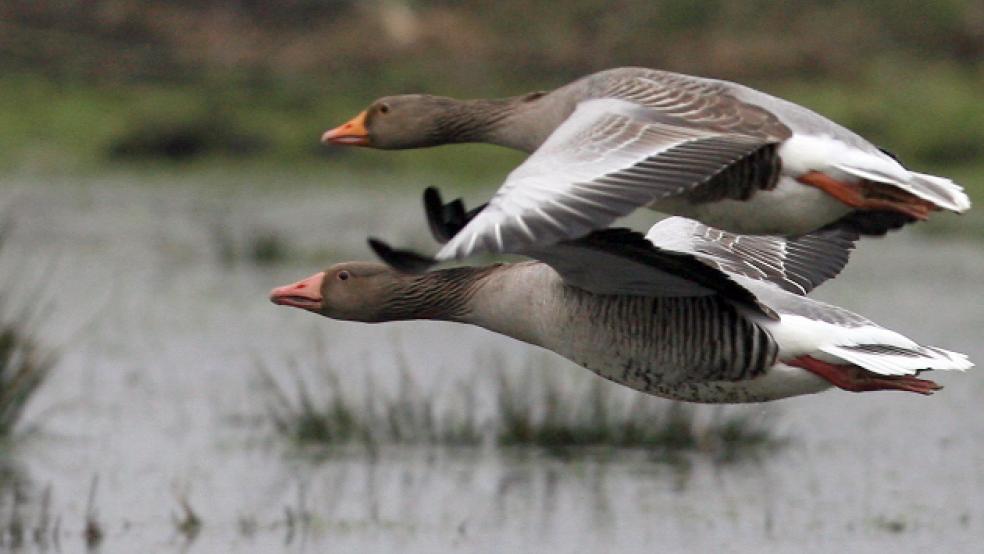 Die ersten Wildgänse sind zu ihrer winterlichen Rast im Rheiderland eingetroffen. Das Symbolbild zeigt zwei Graugänse im Formationsflug. © Foto: Gentsch (dpa)