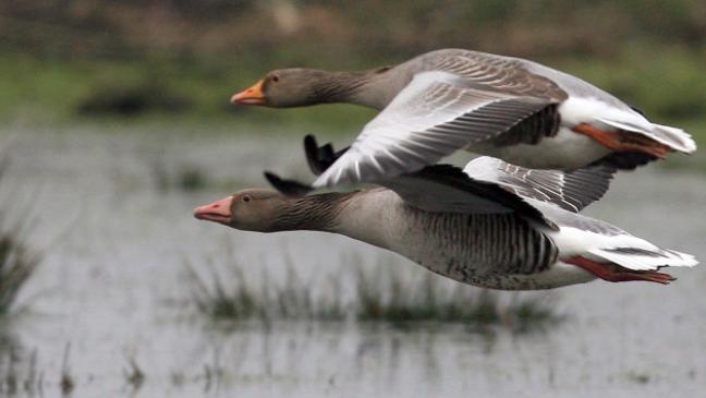 Wildgänse im Anflug