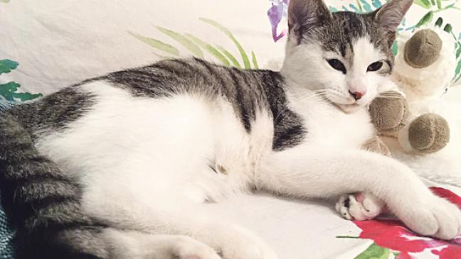 Kater-Freunde gesucht