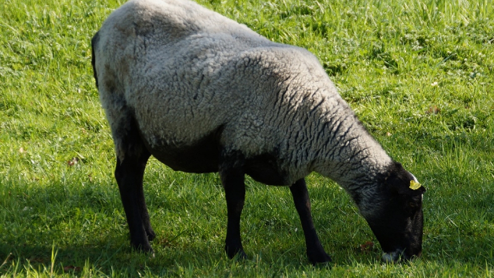 Schafe der Rasse Suffolk sind an ihrem weißen Körperfell mit schwarzem Kopf und in der Regel auch schwarzen Beinen erkennbar. © Symbolfoto: Pixabay