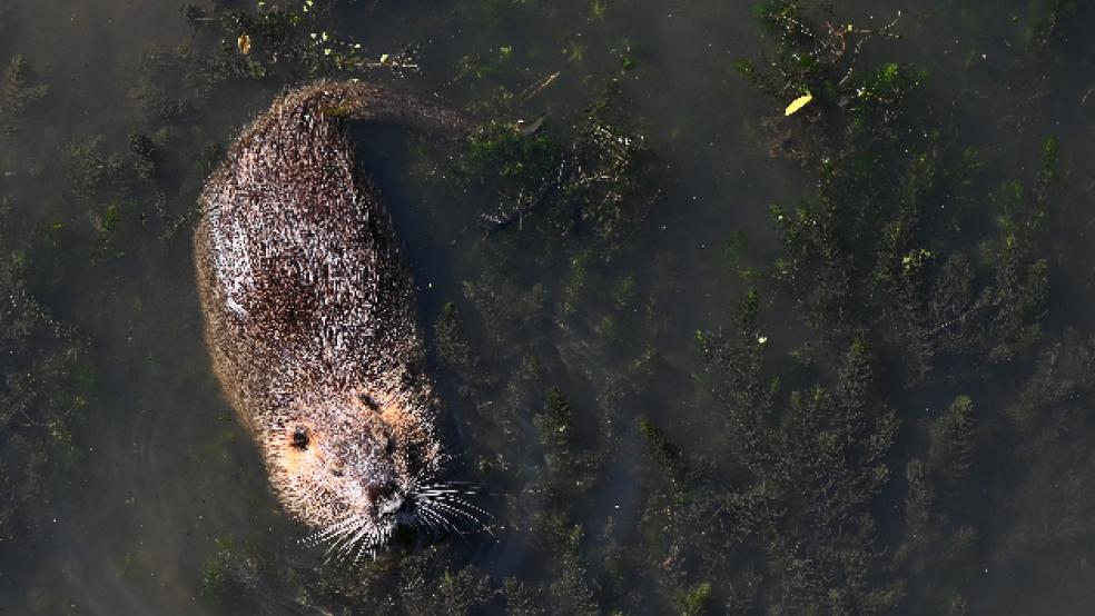 Die Bisam-Jagd mit Schnappfallen im Wymeerer Sieltief in Boen stößt bei Tierschützern auf Kritik. Die Tierschutzorganisation Peta hat nun Strafanzeige erstattet. © Symbolfoto: Pförtner (dpa)