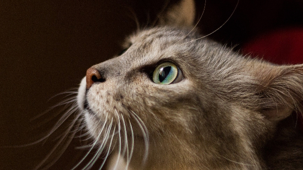 Der Landkreis Leer appelliert dringend an Katzenhalter, ihre Tiere kastrieren zu lassen. © Symbolfoto: Pixabay