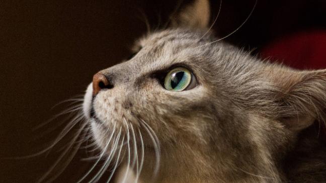 »Tierheime stoßen an ihre Grenzen«