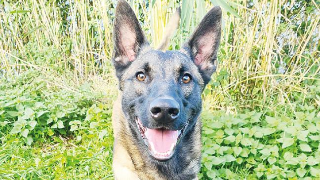 Balou eignet sich auch als Zweithund