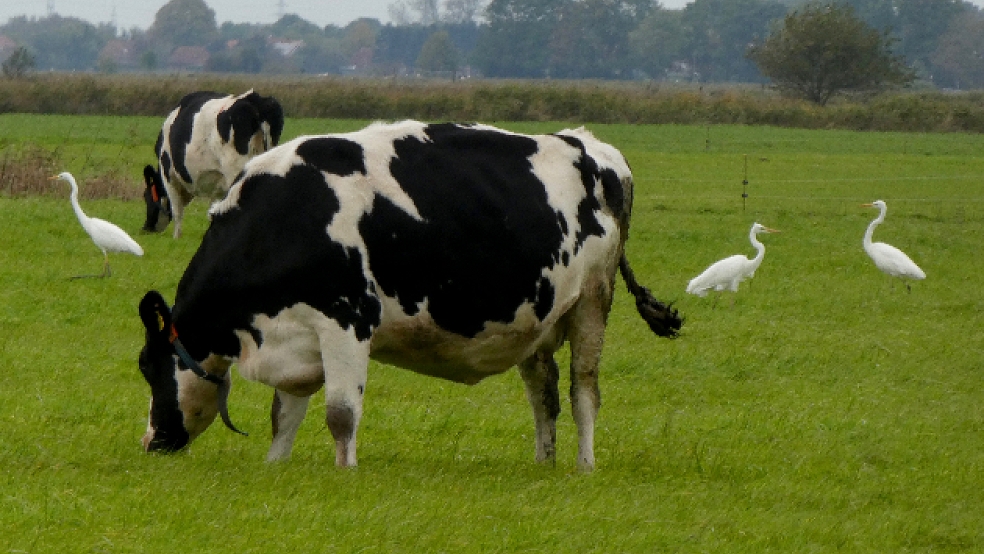 Einträchtig mit Kühen auf einer Weide - hier bei Hatzumerfehn: Silberreiher sind zurzeit in Gruppen von bis zu 30 Artgenossen anzutreffen. © Leserfoto: Hollender