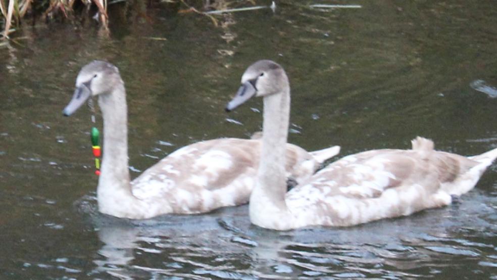Dieser Schwan mit einem Angelhaken im Schnabel war heute zuerst auf dem Tief an der Hammenstiege und dann auf einem Gewässer am Marker Weg unterwegs. Die Feuerwehr versuchte vergeblich, den Schwan einzufangen.  © Foto: Feuerwehr/Rand