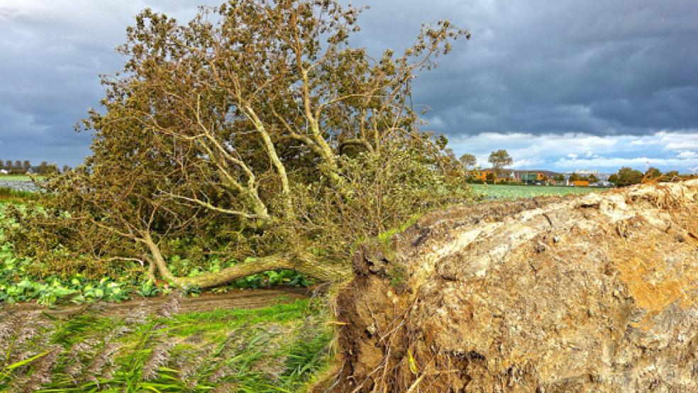 Größere Schäden (Beispielfoto) blieben in der Nacht offenbar aus. Doch die Feuerwehren in Ostfriesland fuhren in der Nacht und am Morgen diverse Sturm-Einsätze.  © Foto: pixabay