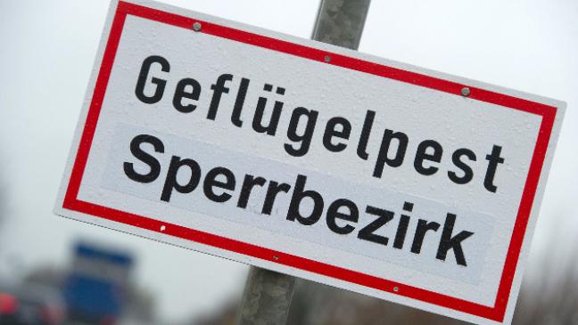 Geflügelpest im Kreis Aurich nachgewiesen