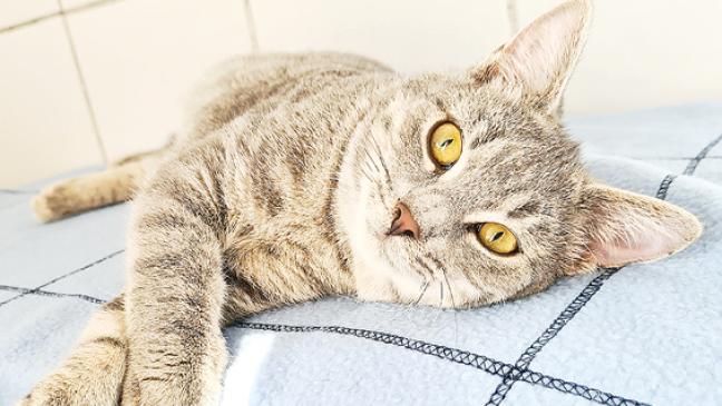 »Mai-Katze« sucht Zuhause