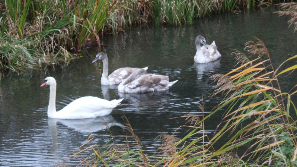 Der Jungschwan mit dem Angelhaken im Schnabel, die Pose, die an der Angelschur hängt, ist gut zu erkennen. © Feuerwehr/Rand