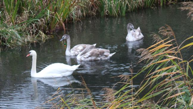 Schwan hat sich von Angelhaken befreit