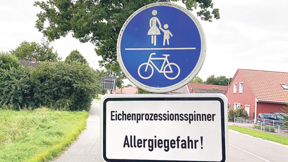 Auch im Rheiderland wurden in den Sommermonaten Eichenprozessionsspinner gesichtet - zum Beispiel in Wymeer.  © Foto: Boelmann 