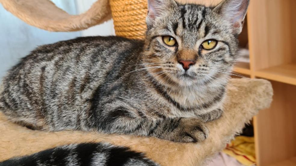 Wurde im Mai geboren: Kater »Kalle«. © Foto: Tierschutz