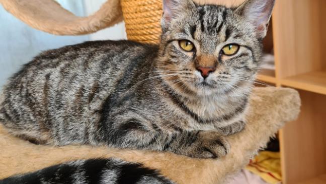 Kater »Kalle« ist anhänglich und gesellig