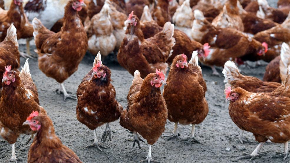 In einem Geflügelbestand im Landkreis Aurich ist die Geflügelpest ausgebrochen. Betroffen ist eine Legehennen-Freilandhaltung in der Gemeinde Ihlow. © Pleul/dpa