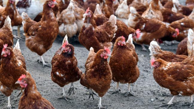 Geflügelpest in Freilandhaltung in Ihlow