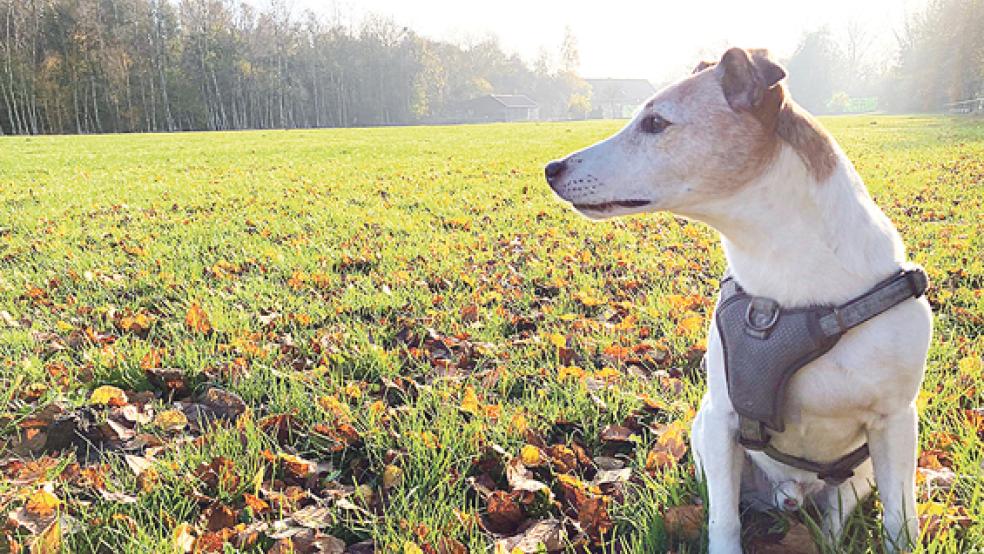 Eine Grünfläche in der Nähe des Stadtwaldes in Holthusen war im Wahlkampf auch als eingezäunte Freilauffläche für Hunde vorgeschlagen worden.  © Foto: Boelmann