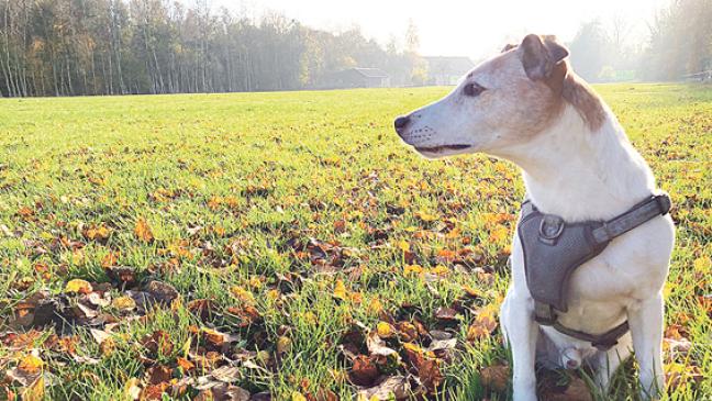 Spielwiese für Vierbeiner