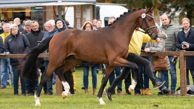 Holthuser feiert Erfolg mit Enkel von »Jahrhunderthengst«